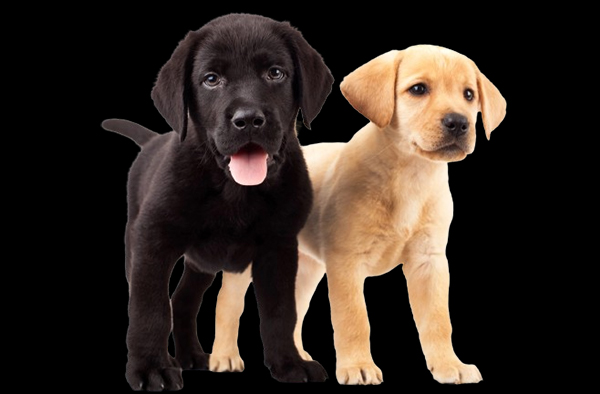 about-us-header1-600×394-Recovered15